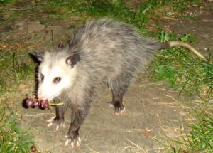 opossum avec un raisin